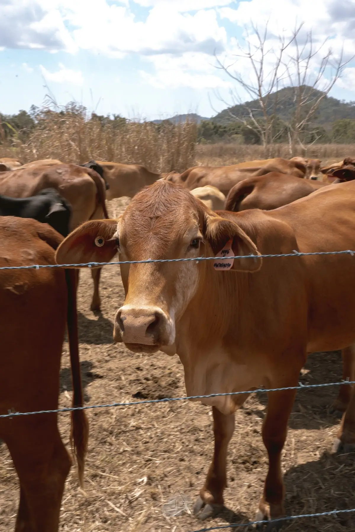 A7406865-b6b939df-1500